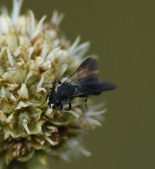 Hylaeus schwarzii