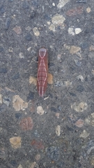 Cerura