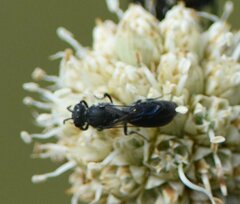 Hylaeus schwarzii