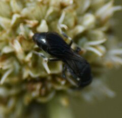 Hylaeus schwarzii