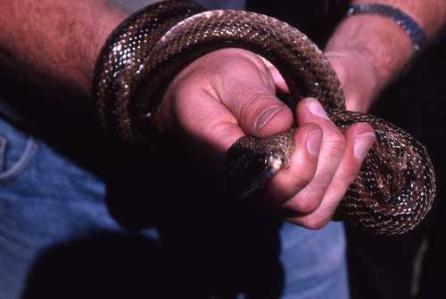 Zamenis scalaris