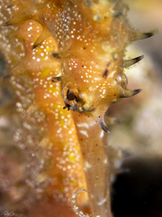 Hippocampus jayakari