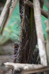 Acanthophoenix rubra