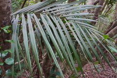 Acanthophoenix rubra