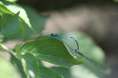 Coenagrion puella