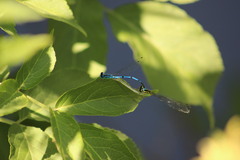 Coenagrion puella