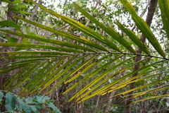 Acanthophoenix rubra