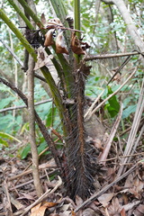 Acanthophoenix rubra