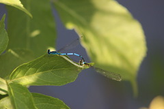 Coenagrion puella