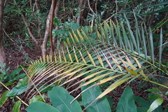 Acanthophoenix rubra