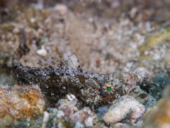 Leptoscarus vaigiensis