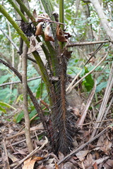 Acanthophoenix rubra