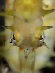 Hippocampus jayakari