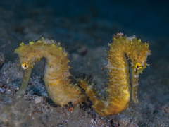 Hippocampus jayakari