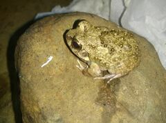 Sphaerotheca maskeyi