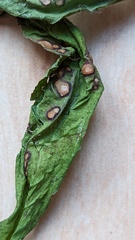 Phyllosticta cruenta