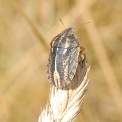 Eurygaster austriaca