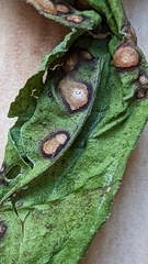 Phyllosticta cruenta