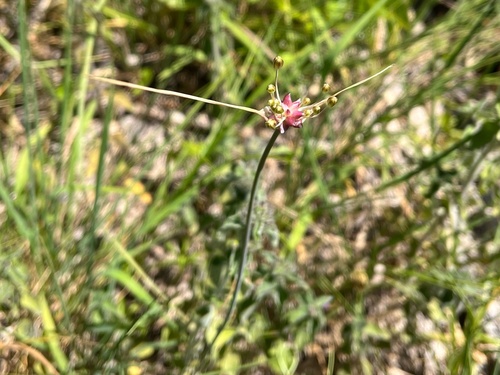 cesnak planý (Allium oleraceum)