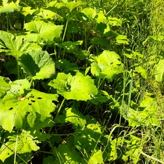 Petasites spurius