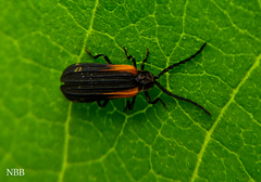 Greenarus thoracicus
