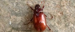 Phyllophaga obsoleta