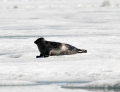 Pusa hispida hispida