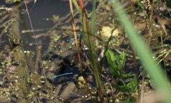Coenagrion puella