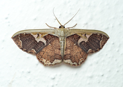 Zythos turbata