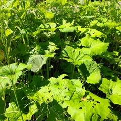 Petasites spurius