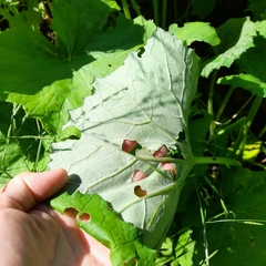 Petasites spurius