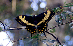 Papilio ophidicephalus