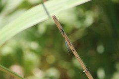 Platycnemis pennipes