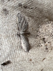 Eupithecia tenuiata