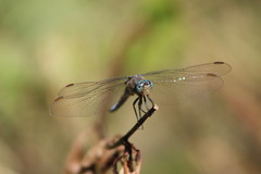 Orthetrum coerulescens