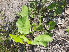 Abutilon theophrasti
