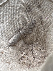 Eupithecia tenuiata