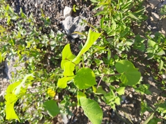Abutilon theophrasti