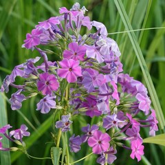 Phlox glaberrima interior