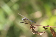 Orthetrum coerulescens