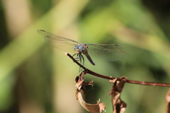 Orthetrum coerulescens