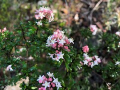 Pomaderris obcordata