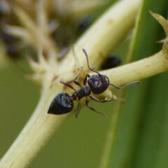 Crematogaster parapilosa