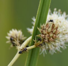 Crematogaster parapilosa