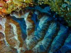Oulophyllia crispa