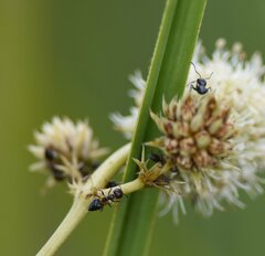Crematogaster parapilosa