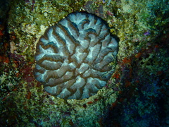 Oulophyllia crispa