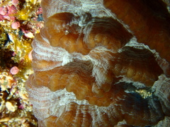 Oulophyllia crispa