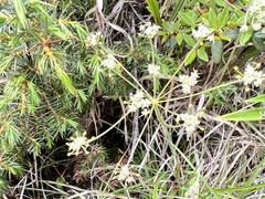 Pimpinella niitakayamensis