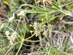 Pimpinella niitakayamensis